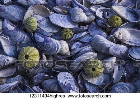 Dried up sea urchin shells lie admist a bed of shells along the shoreline of the ocean; South Africa View Large Photo Image Stock Photograph - Dried up sea urchin shells lie admist a bed of shells along the shoreline of the ocean; South Africa. Fotosearch