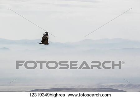 Stock Photograph - Eagle flying by the David Gareja monastery complex; Kakheti, Georgia. Fotosearch