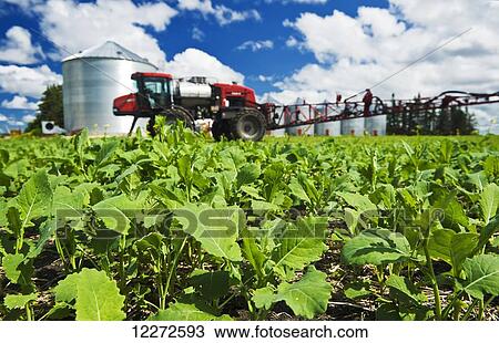 Early growth canola field with high clearance spraying equipment and grain bins in the background, near Dugald; Manitoba, Canada View Large Photo Image Stock Image - Early growth canola field with high clearance spraying equipment and grain bins in the background, near Dugald; Manitoba, Canada. Fotosearch
