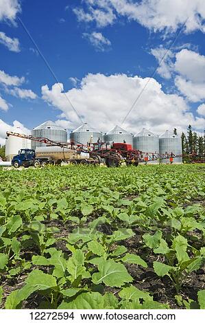 Early growth canola with farmer loading high clearance spraying equipment with herbicide, near Dugald; Manitoba, Canada View Large Photo Image Picture - Early growth canola with farmer loading high clearance spraying equipment with herbicide, near Dugald; Manitoba, Canada. Fotosearch