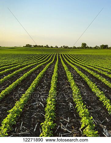Early growth soybean field showing corn debris from the previous year’s corn crop between the rows; Iowa, United States of America View Large Photo Image Stock Image - Early growth soybean field showing corn debris from the previous year’s corn crop between the rows; Iowa, United States of America. Fotosearch