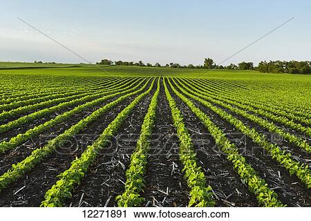 Early growth soybean field showing corn debris from the previous year’s corn crop between the rows; Iowa, United States of America View Large Photo Image Stock Image - Early growth soybean field showing corn debris from the previous year’s corn crop between the rows; Iowa, United States of America. Fotosearch