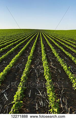 Early growth soybean field showing corn debris from the previous year’s corn crop between the rows; Iowa, United States of America View Large Photo Image Stock Photo - Early growth soybean field showing corn debris from the previous year’s corn crop between the rows; Iowa, United States of America. Fotosearch