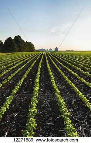 Stock Photo - Early growth soybean field showing corn debris from the previous year’s corn crop between the rows; Iowa, United States of America. Fotosearch