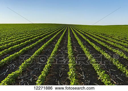 Early growth soybean field showing corn debris from the previous year’s corn crop between the rows; Iowa, United States of America View Large Photo Image Stock Photograph - Early growth soybean field showing corn debris from the previous year’s corn crop between the rows; Iowa, United States of America. Fotosearch
