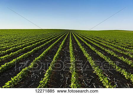 Early growth soybean field showing corn debris from the previous year’s corn crop between the rows; Iowa, United States of America View Large Photo Image Stock Photography - Early growth soybean field showing corn debris from the previous year’s corn crop between the rows; Iowa, United States of America. Fotosearch