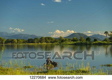 Picture - Egret and hippos beside the banks of the Shire River at dusk, Liwonde National Park; Malawi. Fotosearch