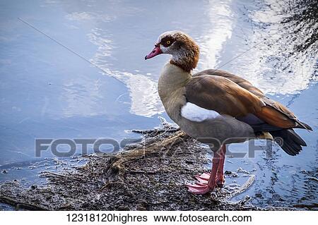 Stock Photograph - Egyptian Goose (Alopochen aegyptiacus) in Richmond Park; London, England. Fotosearch