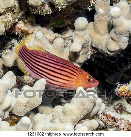 Stock Photograph - Eightlined Wrasse (Cymolutes lecluse) poised next to a lava-coral reef on the Kona coast; Kona, Island of Hawaii, Hawaii, United States of America. Fotosearch