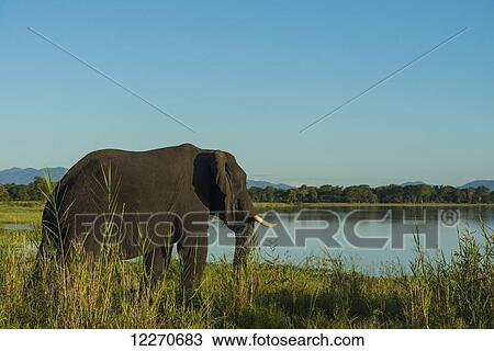 Stock Image - Elephant at dusk beside the Shire River, Liwonde National Park; Malawi. Fotosearch