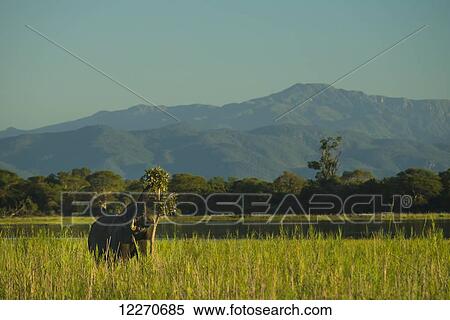 Elephant eating leaves from tree at dusk beside the Shire River, Liwonde National Park; Malawi View Large Photo Image Stock Photography - Elephant eating leaves from tree at dusk beside the Shire River, Liwonde National Park; Malawi. Fotosearch