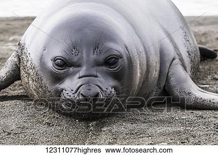 Elephant seal (Mirounga leonina) pup; South Georgia, South Georgia and the South Sandwich Islands, United Kingdom View Large Photo Image Stock Photograph - Elephant seal (Mirounga leonina) pup; South Georgia, South Georgia and the South Sandwich Islands, United Kingdom. Fotosearch