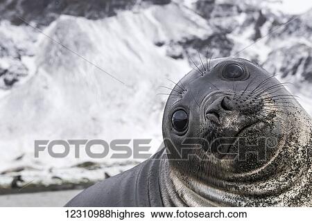 Stock Photograph - Elephant seal (Mirounga leonina) smile; South Georgia, South Georgia, South Georgia and the South Sandwich Islands, United Kingdom. Fotosearch