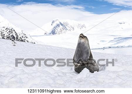 Stock Photograph - Elephant seal (Mirounga leonina) laughing, Neko Harbour; Antarctica. Fotosearch