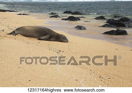 Stock Photograph - Endangered Hawaiian Monk Seal (Neomonachus schauinslandi), Larson Beach, North east coast; Kauai, Hawaii, United States of America. Fotosearch