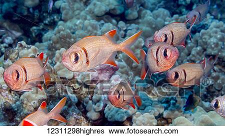Stock Photograph - Epaulette Soldierfish (Myripristis kuntee) schooled near coral off the Kona coast; Kona, Island of Hawaii, Hawaii, United States of America. Fotosearch