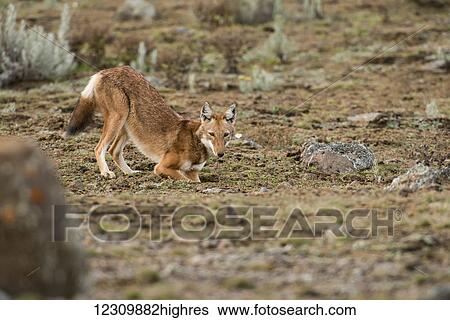 Ethiopian wolf (Canis simensis), Ethiopian highlands; Ethiopia View Large Photo Image Stock Photograph - Ethiopian wolf (Canis simensis), Ethiopian highlands; Ethiopia. Fotosearch