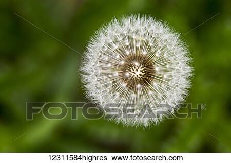 Extreme close up looking down on the plant of a dandelion fuzzy seeds; Calgary, Alberta, Canada View Large Photo Image Stock Photograph - Extreme close up looking down on the plant of a dandelion fuzzy seeds; Calgary, Alberta, Canada. Fotosearch
