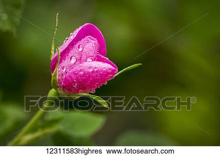 Stock Photograph - Extreme close up of a wild rose bud opening with water droplets; Calgary, Alberta, Canada. Fotosearch