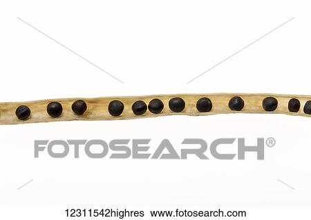 Extreme close up of the inside of a canola seed pod on a white background; Calgary, Alberta, Canada View Large Photo Image Stock Photograph - Extreme close up of the inside of a canola seed pod on a white background; Calgary, Alberta, Canada. Fotosearch