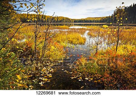 Stock Image - Fall foliage at Nancy Lake, Nancy Lake State Recreation Area, Southcentral Alaska, Autumn.. Fotosearch