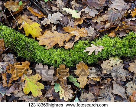 Fallen oak leaves on the ground in autumn; United Kingdom View Large Photo Image Stock Photograph - Fallen oak leaves on the ground in autumn; United Kingdom. Fotosearch