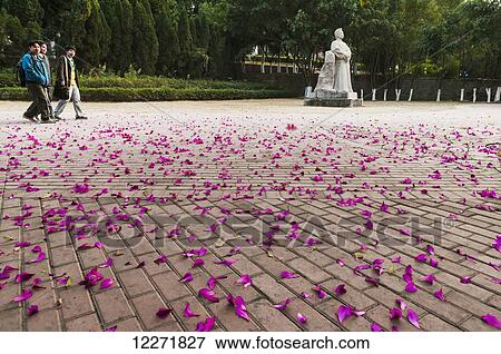 Fallen pink petals on the ground, Xiamen University; Xiamen, Fujian, China View Large Photo Image Stock Photo - Fallen pink petals on the ground, Xiamen University; Xiamen, Fujian, China. Fotosearch