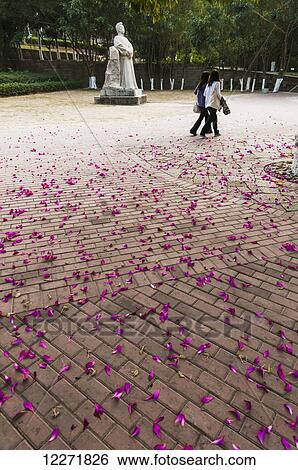 Fallen pink petals on the ground, Xiamen University; Xiamen, Fujian, China View Large Photo Image Stock Photograph - Fallen pink petals on the ground, Xiamen University; Xiamen, Fujian, China. Fotosearch