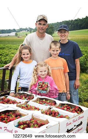 Stock Photo - Family owned and operated strawberry farm, all members participate in the picking; Strasburg, Pennsylvania, United States of America. Fotosearch