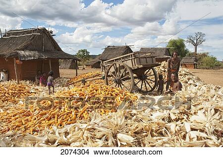 Picture - Family Separating Husks From Corn In Mahaboboka, Toliara Province, Madagascar. Fotosearch