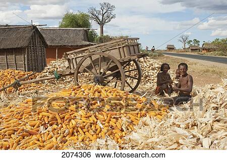 Family Separating Husks From Corn In Mahaboboka, Toliara Province, Madagascar View Large Photo Image Stock Photograph - Family Separating Husks From Corn In Mahaboboka, Toliara Province, Madagascar. Fotosearch