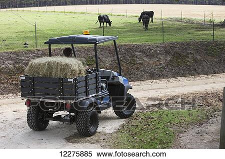 Farmer delivering hay to beef cattle with utility vehicle; Hahira, Georgia, United States of America View Large Photo Image Stock Photography - Farmer delivering hay to beef cattle with utility vehicle; Hahira, Georgia, United States of America. Fotosearch