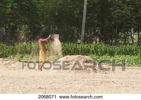 Farmer Sifting Through Rice In A Village Near Sujatagarh Stupa, Bodhgaya, Bihar, India View Large Photo Image Stock Image - Farmer Sifting Through Rice In A Village Near Sujatagarh Stupa, Bodhgaya, Bihar, India. Fotosearch