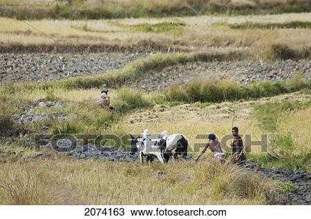 Stock Image - Farmers In A Field With Cows, Anja, Fianarantsoa Province, Madagascar. Fotosearch