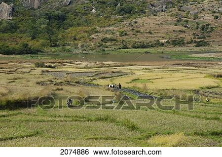 Farmers In A Field With Cows, Anja, Fianarantsoa Province, Madagascar View Large Photo Image Stock Photograph - Farmers In A Field With Cows, Anja, Fianarantsoa Province, Madagascar. Fotosearch