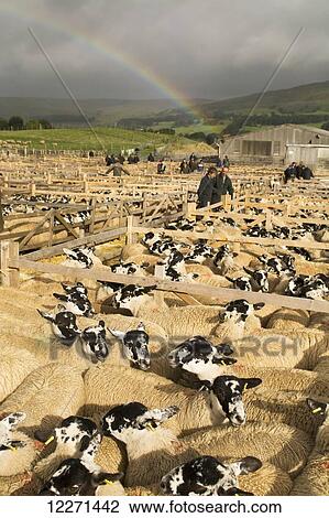 Farmers looking at pens of mule ewes at Hawes auction mart; North Yorkshire, England View Large Photo Image Stock Image - Farmers looking at pens of mule ewes at Hawes auction mart; North Yorkshire, England. Fotosearch