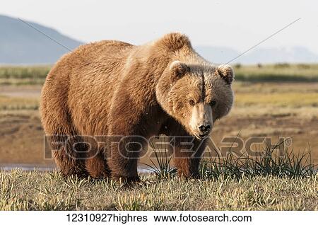 Female brown bear (ursus arctos), Katmai National Park; Alaska, United States of America View Large Photo Image Stock Photograph - Female brown bear (ursus arctos), Katmai National Park; Alaska, United States of America. Fotosearch