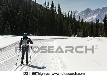 Female cross country skier on freshly groomed ski trail with snow covered mountains and blue sky; Alberta, Canada View Large Photo Image Stock Photograph - Female cross country skier on freshly groomed ski trail with snow covered mountains and blue sky; Alberta, Canada. Fotosearch