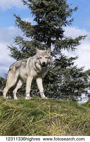Stock Photograph - Female gray wolf (canis lupus) captive at Alaska Wildlife Conservation Center; Portage, Alaska, United States of America. Fotosearch