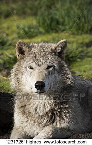 Female Gray Wolf (Canis lupus) with a good winter coat, captive at the Alaska Wildlife Conservation Center, South-central Alaska; Portage, Alaska, United States of America View Large Photo Image Stock Photograph - Female Gray Wolf (Canis lupus) with a good winter coat, captive at the Alaska Wildlife Conservation Center, South-central Alaska; Portage, Alaska, United States of America. Fotosearch