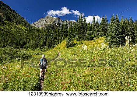 Stock Photograph - Female hiker walking along a trail in a meadow of wildflowers of paintbrush, bear grass, asters, with mountain, blue sky and clouds in the distance; Waterton, Alberta, Canada. Fotosearch
