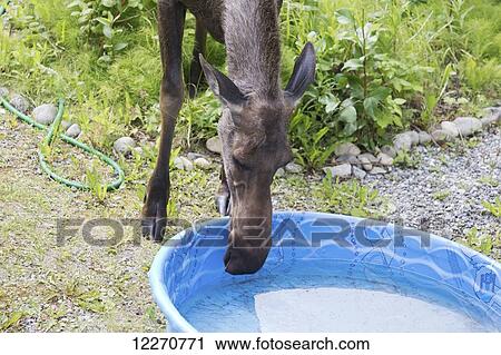 Female moose drinking out of a kiddie pool in mid summer in Palmer, Southcentral Alaska. View Large Photo Image Stock Image - Female moose drinking out of a kiddie pool in mid summer in Palmer, Southcentral Alaska.. Fotosearch