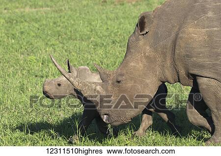 Stock Photograph - Female rhinoceros (Diceros Bicornis) and her baby; South Africa. Fotosearch