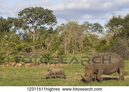 Stock Photograph - Female rhinoceros (Diceros Bicornis) and her baby; South Africa. Fotosearch