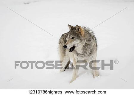 Female Tundra Wolf (Canis lupus albus) in snow at the Alaska Wildlife Conservation Center; Portage, Alaska, United States of America View Large Photo Image Stock Photograph - Female Tundra Wolf (Canis lupus albus) in snow at the Alaska Wildlife Conservation Center; Portage, Alaska, United States of America. Fotosearch