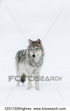 Stock Photograph - Female wolf (canis lupus) captive in Alaska Wildlife Conservation Center; Portage, Alaska, United States of America. Fotosearch