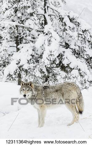 Stock Photograph - Female wolf (canis lupus) standing in snow in winter, captive in the Alaska Wildlife Conservation Center; Portage, Alaska, United States of America. Fotosearch