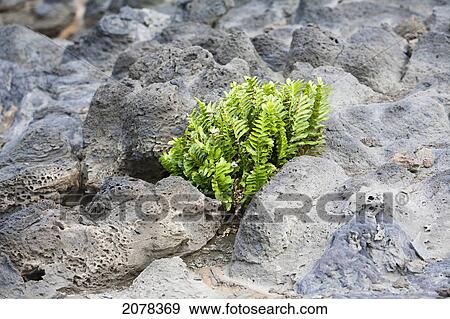 Stock Photo - Fern Growing At The Volcanic Rocks Of The Beach At Hanga Poukura, Rapa Nui (Easter Island), Chile. Fotosearch