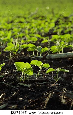 Field of soybean seedlings backlit by early morning light, near Truman; Minnesota, United States of America View Large Photo Image Stock Photo - Field of soybean seedlings backlit by early morning light, near Truman; Minnesota, United States of America. Fotosearch