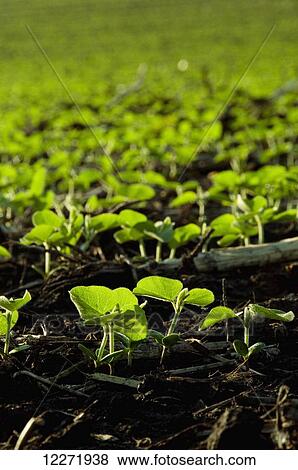 Field of soybean seedlings backlit by early morning light, near Truman; Minnesota, United States of America View Large Photo Image Stock Photo - Field of soybean seedlings backlit by early morning light, near Truman; Minnesota, United States of America. Fotosearch